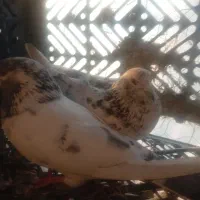 کبوتر|پرنده|اصفهان, بهارستان|دیوار