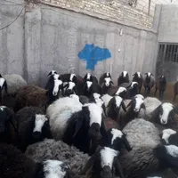شیشک شال اصل آبستن و بره دار|حیوانات مزرعه|قزوین, |دیوار