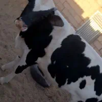 گوساله نر فروشی