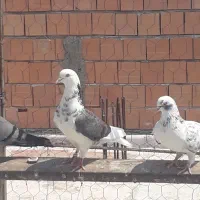 کفتر  فروشی