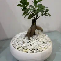 گل بنسای|گل و گیاه طبیعی|تهران, فلاح|دیوار