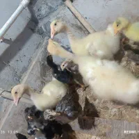 قوغاز و اردک خارجی و جوجه لاری