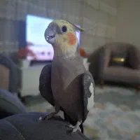 عروس هلندی|پرنده|دلیجان, |دیوار