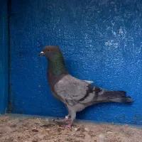 کفتر ماده سبز کاکلی