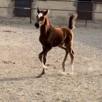 کره نریون ۴ ماهه پدر سیلمی کرد مادر دره شوری