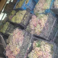 انگور کشمش بیدانه