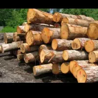 خرید درخت وتمیز کردن نخل