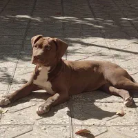 سگ پیتیول ماده