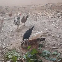 مرغ وخروس