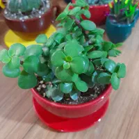 کاکتوس در گلدان رنگی و زیبای سرامیکی