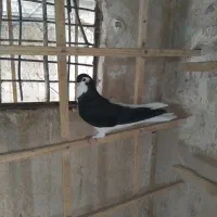 چپ.سیاه.کبود.ماده