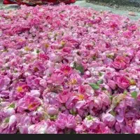 جشنواره  morbit