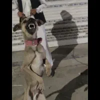 سگ نگهبان نر