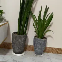 گل سانسوریا