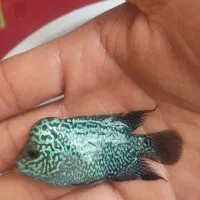 ماهی فلاور|ماهی|اصفهان, عمان سامانی|دیوار