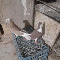پرشی دو عدد نر