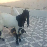 دوتا کهره نر پاکستانی گوش دراز جوان|حیوانات مزرعه|شبانکاره, |دیوار