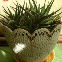 گل طبیعی کاکتوس پتوس دیفن|گل و گیاه طبیعی|خمینی‌شهر, |دیوار