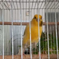 قناری نر رسمی