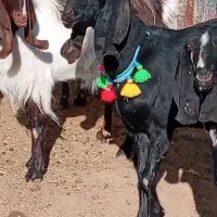 بز دورگ پاکستانی|حیوانات مزرعه|بردسکن, |دیوار