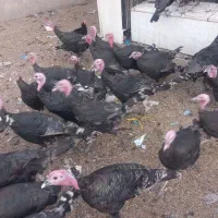 بوقلمون نر و ماده|حیوانات مزرعه|نظرآباد, مصطفی آباد|دیوار