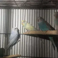 مرغ عشق|پرنده|تهران, علی‌آباد|دیوار