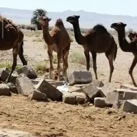 هاشی