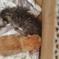 بچه گربه نوزاد پیشی