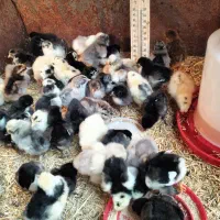 جوجه زینتی پاپر کاکلی