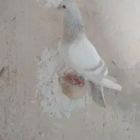 کبوتر