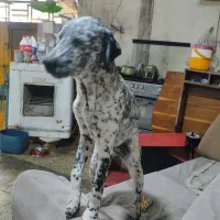 سگ صد و یک خالدار