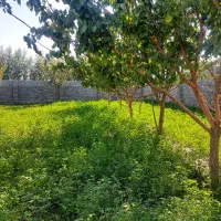 چهار-دیواری-650متر-درخت-دار