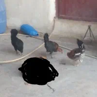 خروس بارنه