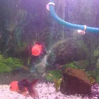 گلدفیش تری کالر|ماهی|شیراز, کوشک میدان|دیوار