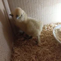 جوجه ابریشمی یک هفته نژاد دار