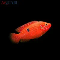 اکواریوم ۷۰لیتری با ماهی ها گوشت خوار معاوظه بامرغ