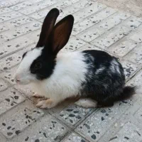 خرگوش|موش و خرگوش|نهاوند, |دیوار