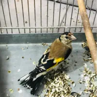 جوجه سهره رسمی گردن کلفت عطیقه|پرنده|پاکدشت, حصار امیر|دیوار