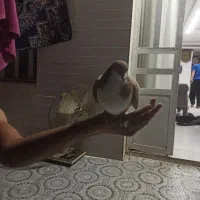 کبوتر فروشی|پرنده|شیراز, شهرک مدرس|دیوار