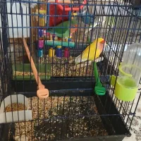 طوطی برزیلی