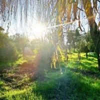 زمین-باغی-4200-متری-در-سرخرود-3-نبش-با-مدارک