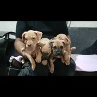 توله پیت بول رد نویز و بلک نویز