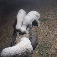 سلام ۳عدد بره۱نروماده ۲ عدد جفت ۱۵۰ قمیت|حیوانات مزرعه|کارون, |دیوار