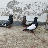 کبوتر|پرنده|سوسنگرد, |دیوار