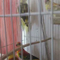 طوطی آوازه خوان