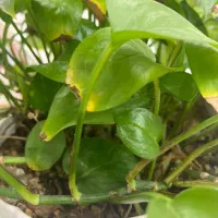 ویلایی-رزمندگان