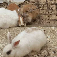 خرگوش بزرگ بالغ پشمالو وخط چشم