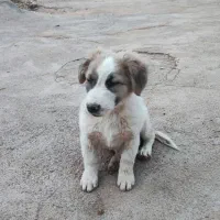 توله سگ|سگ|تربت جام, میان جام|دیوار