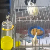 عروس هلندی مولد