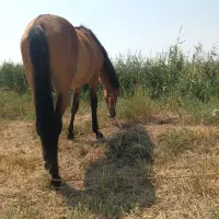 اسب و گوسفند
